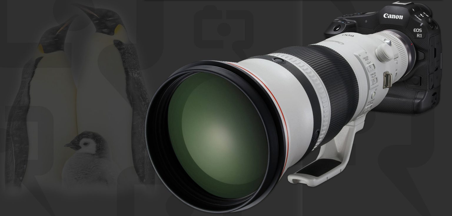 Canon EOS R1 Field Report from Antarctica: A Wildlife Photographer’s Perspective